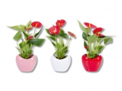 Anthurium in Herzkeramik CHF 5.99