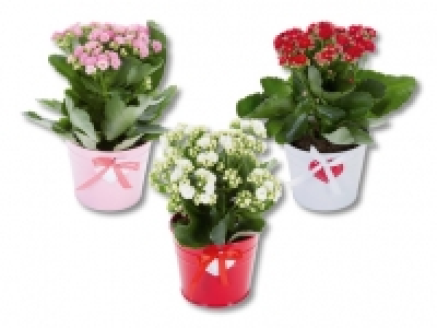 Kalanchoe im Zinktopf mit Herz CHF 3.99