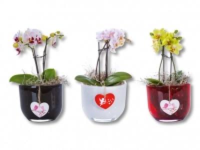 Mini Phalaenopsis im Valentinstopf