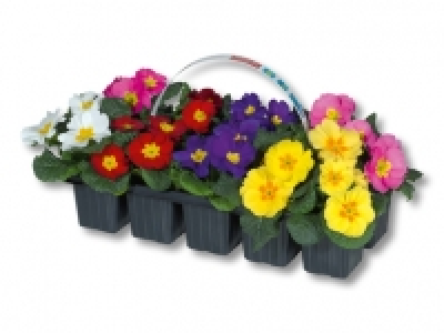 Primula acaulis mix CHF 3.99