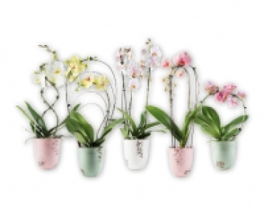 Exklusive Orchidee