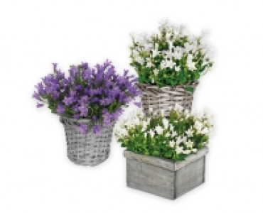 Glockenblume CHF 5.99