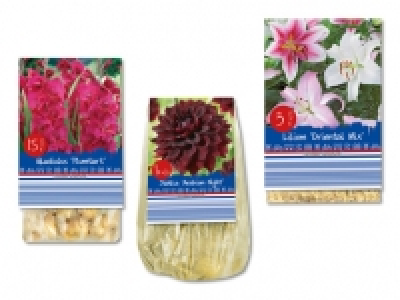 Blumenzwiebeln «Standard» CHF 1.79