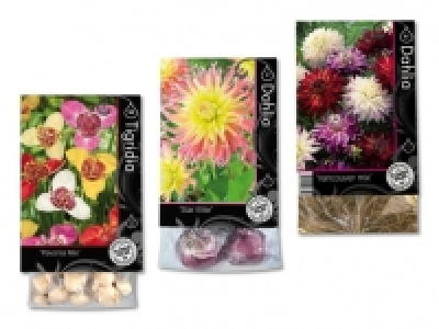 Blumenzwiebeln «Premium» CHF 2.99