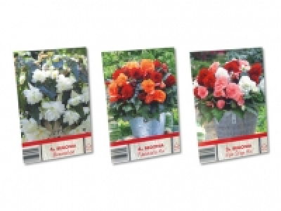 Blumenzwiebeln «Begonien» CHF 2.99