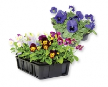 Stiefmutterchen, Hornveilchen