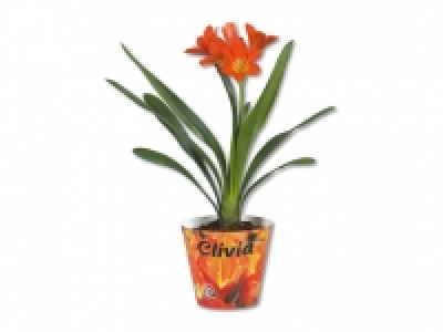 Clivia Miniata