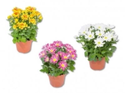 Lidl  Chrysanthemen «Elle Fleur»