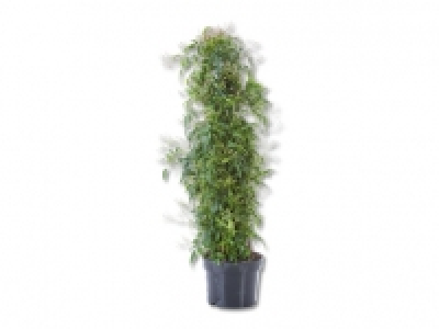 Jasmin Pyramide CHF 12.99