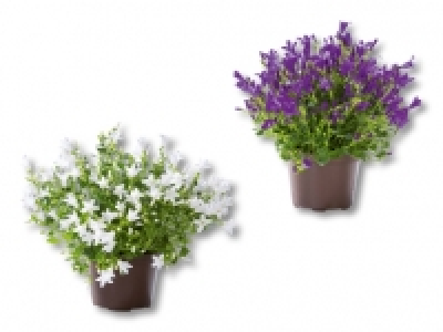 Glockenblume Get Mee CHF 3.99