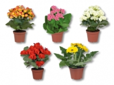 Bl&uuml;hpflanzenmix in Dekot&uuml;ten