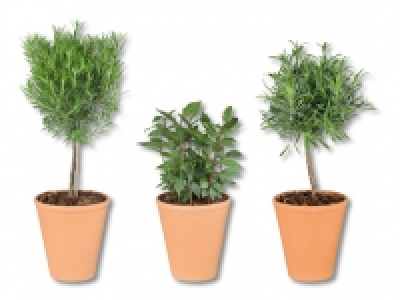 Italienische Kr&auml;uterst&auml;mmchen im Terracotta-Topf