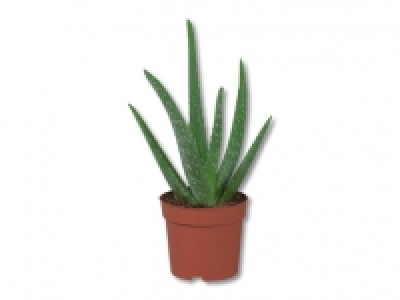 Aloe Vera CHF 2.99