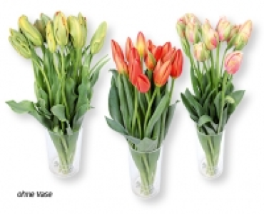 GARDENLINE® Französische Tulpen