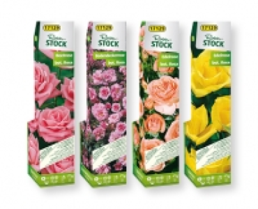 Rosenstock CHF 2.99