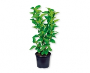 Gartenflieder CHF 14.99