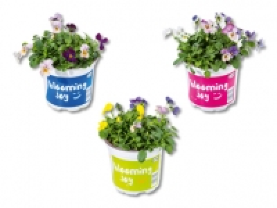 Viola Festival Colours CHF 1.99
