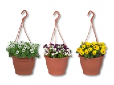 Hornveilchen-Ampel CHF 3.99