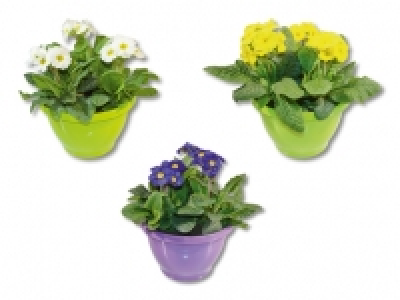 Gartenprimeln in Schale