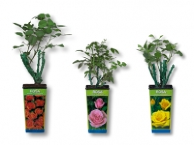 Veredelte Gartenrosen CHF 3.99