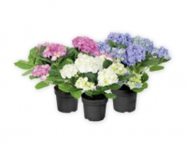 Hortensien-Busch CHF 6.99