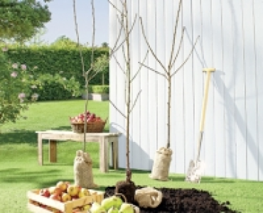 Obstbaum CHF 12.99