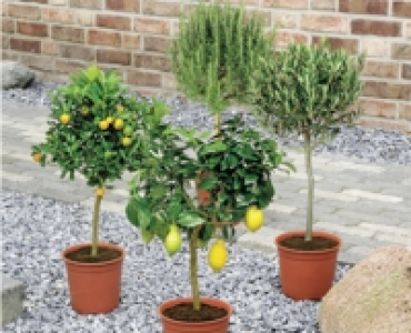 Mediterranes Stämmchen CHF 24.90