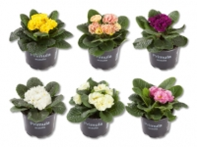 Gef&uuml;llte Fr&uuml;hlingsprimeln CHF&nbsp;2.99