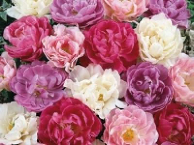 Tulpen gefüllt CHF 4.99