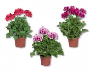 Pelargonium Grandiflorum CHF 2.79