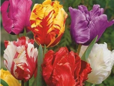 Tulpen Papageien CHF 5.99