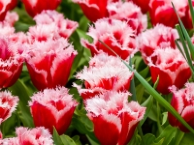 Tulpen gefranst CHF 4.99