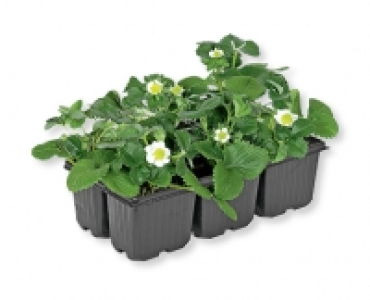 Erdbeerpflanzen CHF 2.99