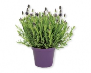 Italienischer Schopflavendel CHF 2.99