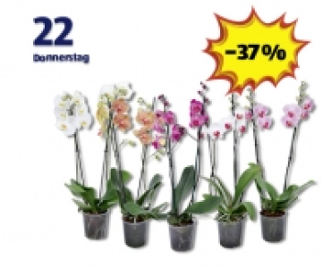 Phalaenopsis 2-Trieber CHF&nbsp;4.99