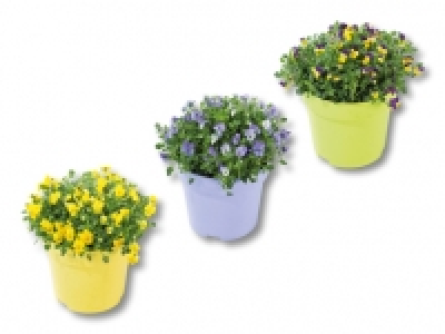 Hornveilchen XXL CHF&nbsp;9.99
