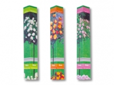Rosenstamm in Faltschachtel CHF 6.99