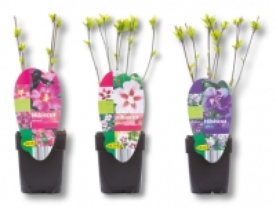 Hibiskusmix CHF&nbsp;3.99