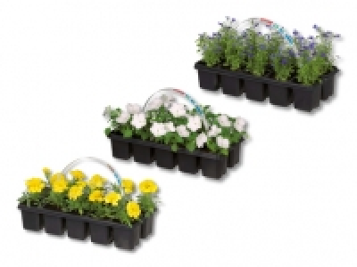 Beetpflanzenmix CHF 2.49