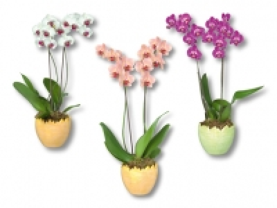 Phalaenopsis 2-Stieler im Keramikei CHF 13.99