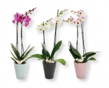 Orchidee CHF 9.99