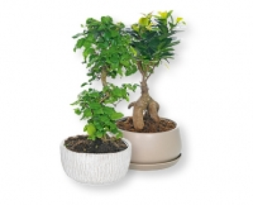 Bonsai CHF 14.99