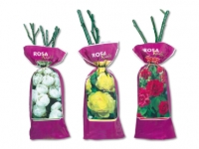 Exklusive Edel-, Beet- und Kletterrosen CHF&nbsp;3.99