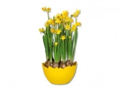 Narzissen in Eierschale CHF 4.99