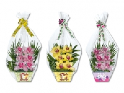 Orchideen 6er-Gesteck CHF 9.99