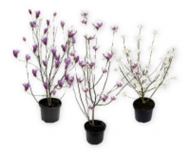 Magnolie CHF 14.99