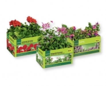 Beet-/Balkonpflanzen CHF 3.79