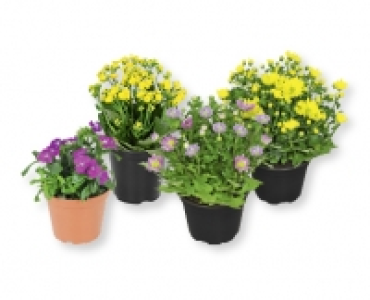 Saisonflor Fruhlingserwachen CHF&nbsp;1.29