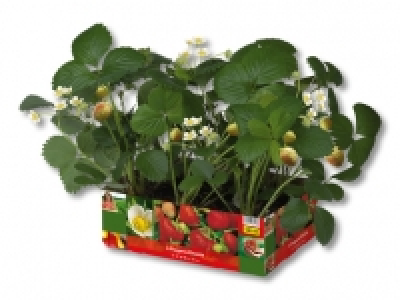 Erdbeerpflanzen CHF 3.99