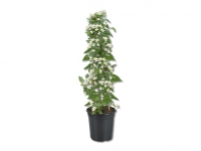 Jasmin Solanum Säule CHF 13.99